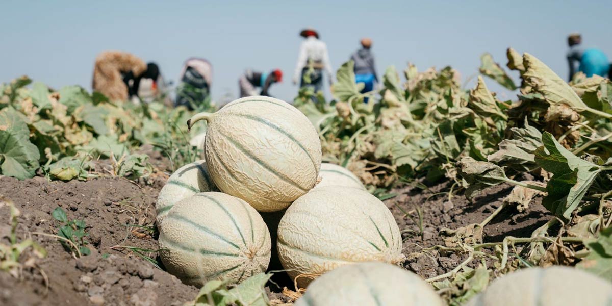 Francescon, al via la campagna dal Senegal